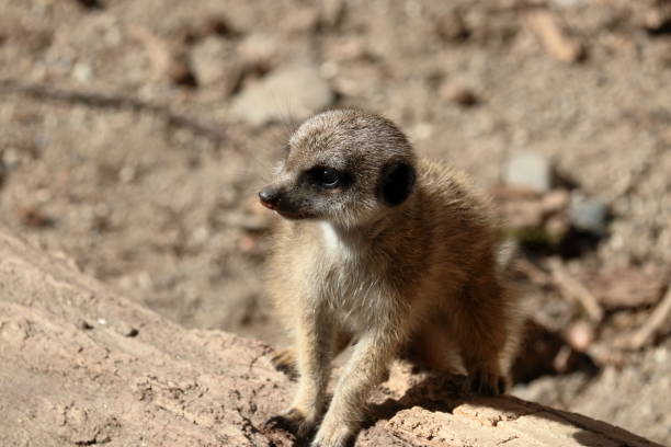 istock Baby Meerkat, Close-up 2203866020