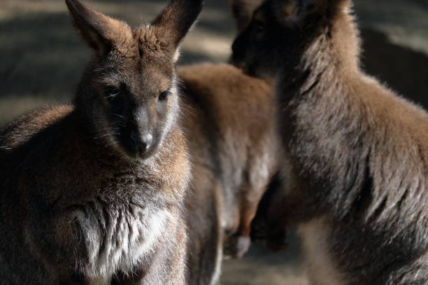 istock Bennett's Red-necked Wallaby, Close-up 2203866685