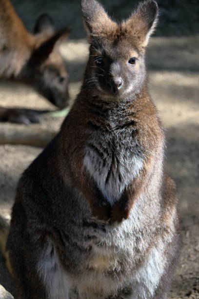 istock Bennett's Red-necked Wallaby, Looking at the camera 2203866700