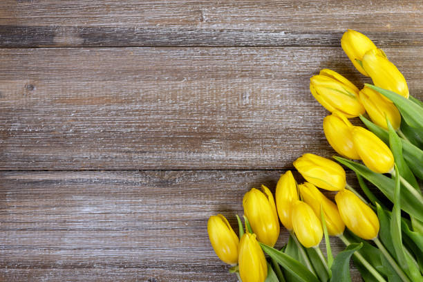 Gorgeous bright yellow tulips with green leaves, spring minimalistic white card. Rustic brown wooden background.
