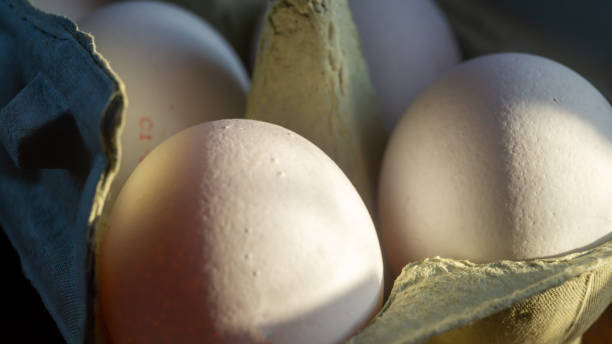 istock White chicken eggs in a cardboard tray under sunlight close-up 2203868141