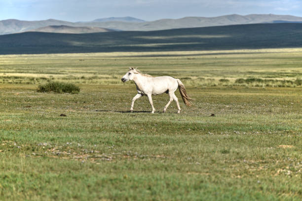 Horse in the steppe of Mongolia