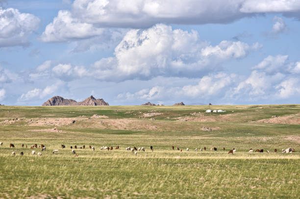 istock Animal herd in the steppe 2203869661