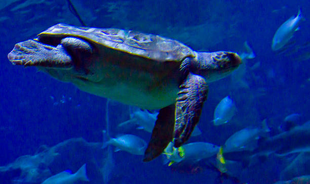 istock Caretta caretta 2203869820