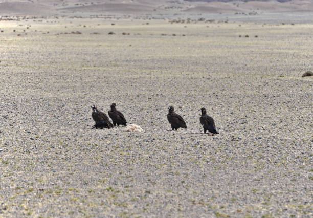 A group of raptors in the mongolian steppe