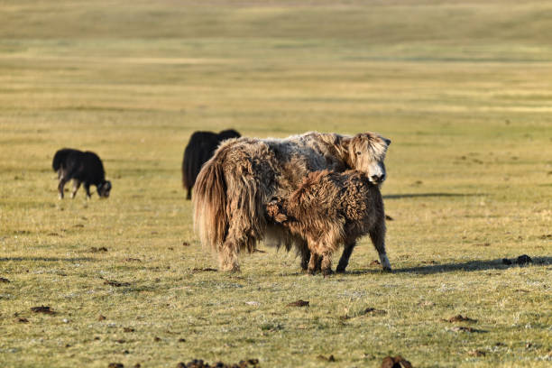 istock Yak with cub on the meadow 2203870426