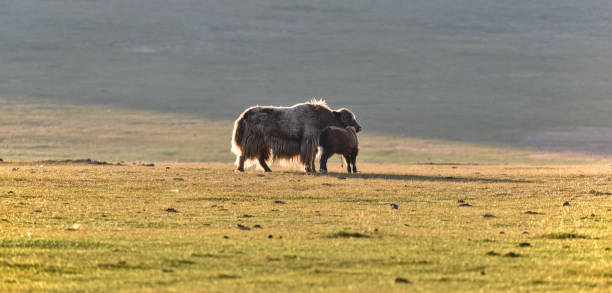 istock Yak with cub on the meadow 2203870443