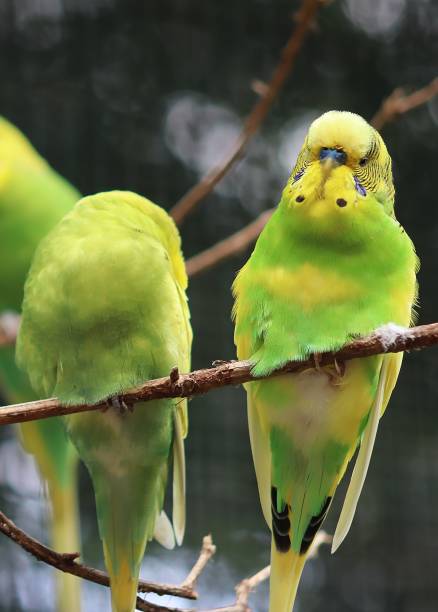 istock Budgerigars perching on branch, colorful plumage and birdwatching 2203872336