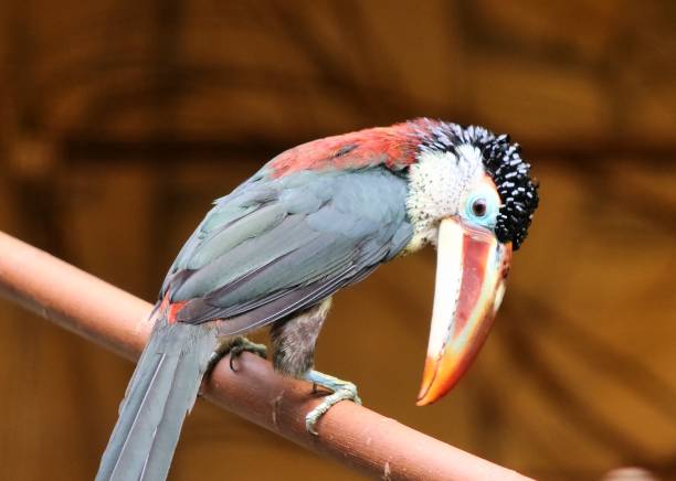 Colorful plate billed mountain toucan perched gracefully on a branch in a zoo, displaying its vibrant plumage and striking orange beak