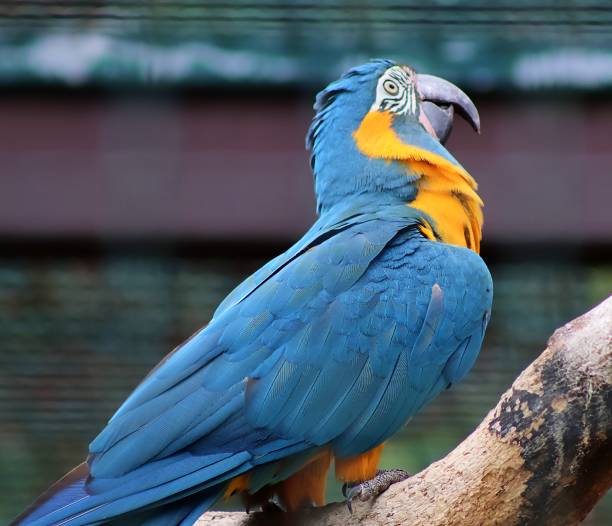 istock Blue and yellow macaw perching on branch, colorful parrot 2203872470
