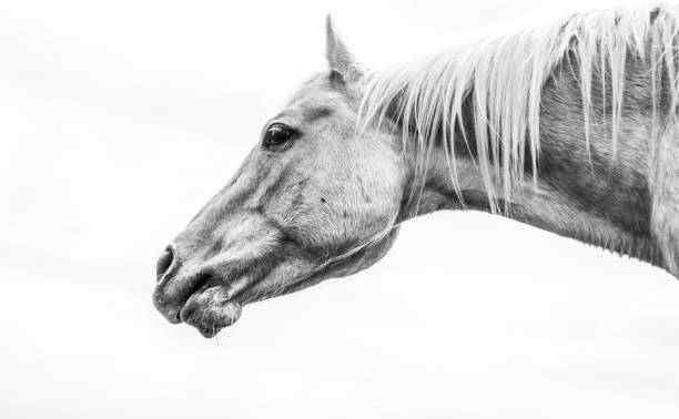 wild horse portrait in natural state outdoors. BW version.