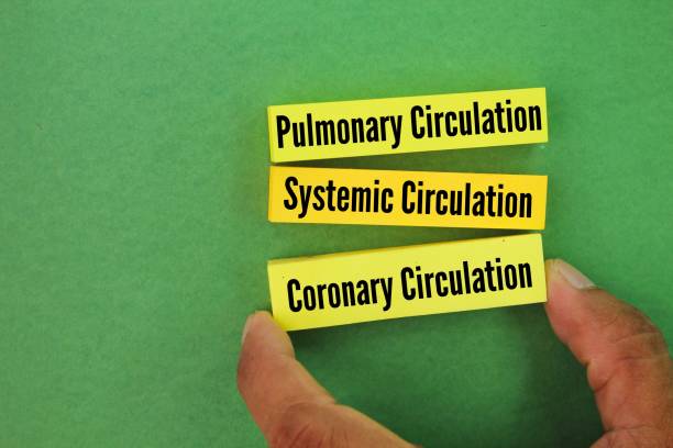 istock There are three different types of circulation that occur regularly in the body, namely Pulmonary circulation, Systemic circulation and Coronary circulation 2203874420