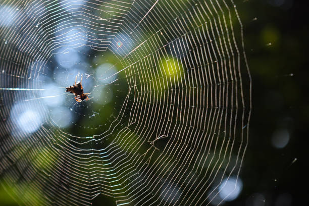 istock Intricate Spider Web Glowing in Natural Light with Forest Background 2203877471