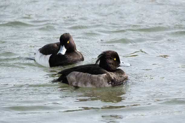 istock Tufted duck or tufted pochard swimming in the river 2203877540
