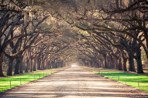 istock Live Oak Trees Covered in Spanish Moss 2203879115