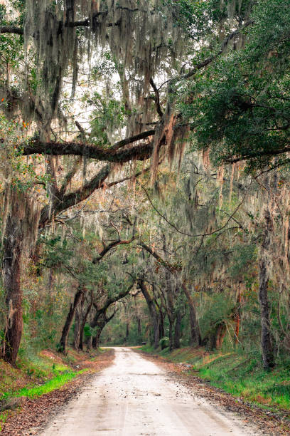 istock Live Oak Trees Covered in Spanish Moss 2203879159