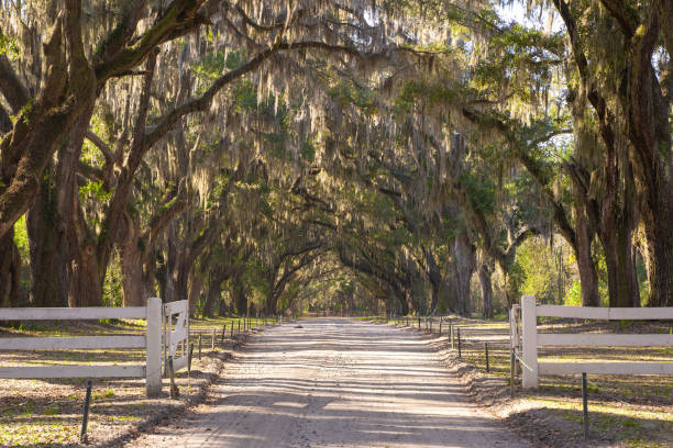 istock Live Oak Trees Covered in Spanish Moss 2203879735