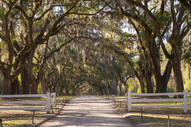 istock Live Oak Trees Covered in Spanish Moss 2203879779