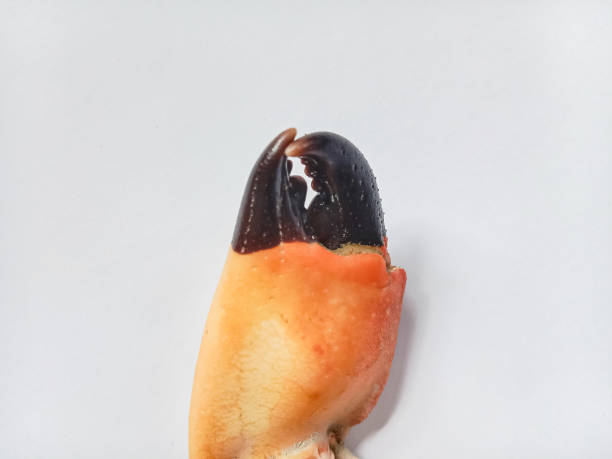 A very small crab on a thumb.