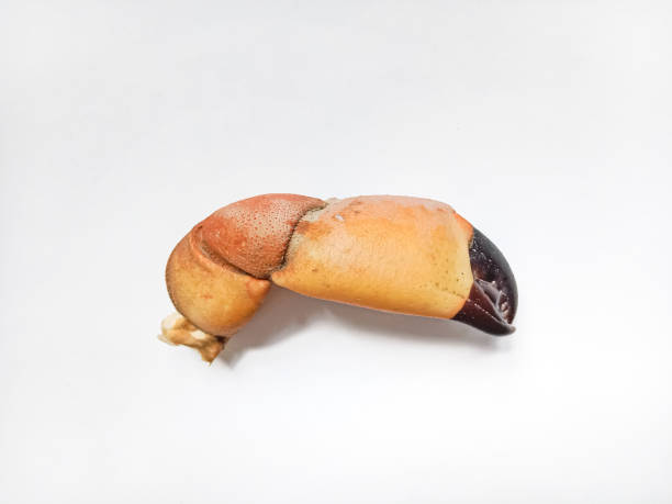 istock Crab claw isolated on white. Boiled crab claw on white background. Steamed stone crab legs. Stone crab claws. 2203883123