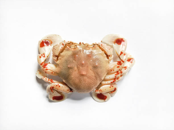 istock Moon crab on white background. The common moon crab (Matuta victor). Boiled moon crab isolated on white. 2203883362