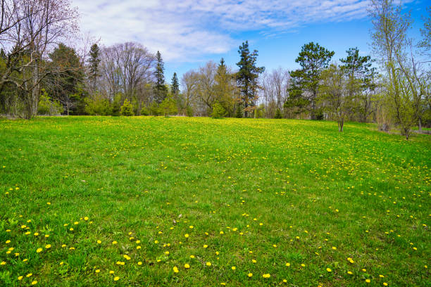 istock Dandelion flowers,Spring,Ottawa,Ontario,Canada 2203888276