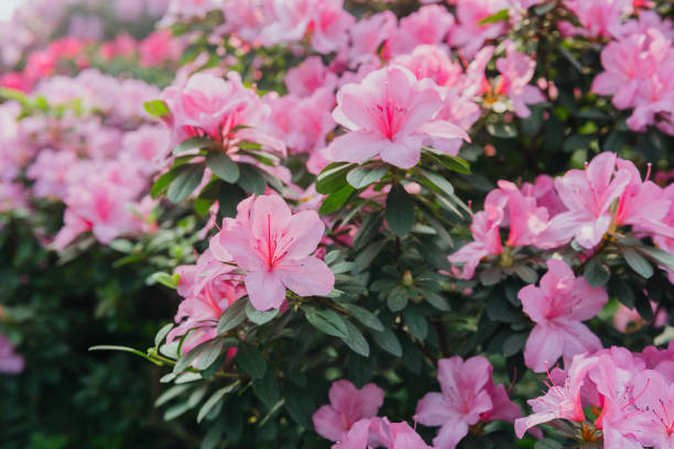 istock Bright pink azalia flowers blooming 2203889646