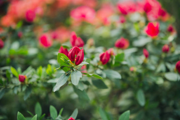 Azalea Flowers in a Greenhouse