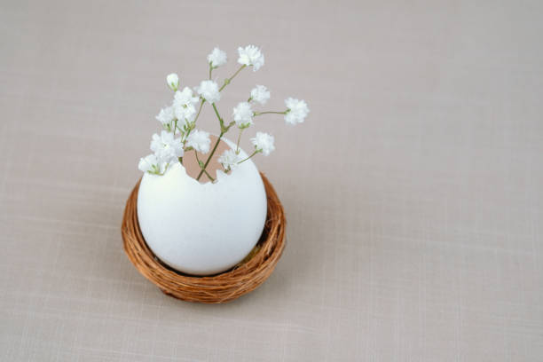 Eggshell vase with white baby   wreath flowers in nest. Easter background.