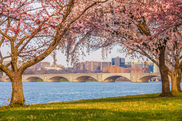 istock Washington, DC during the Cherry Blossom Festival 2203890465