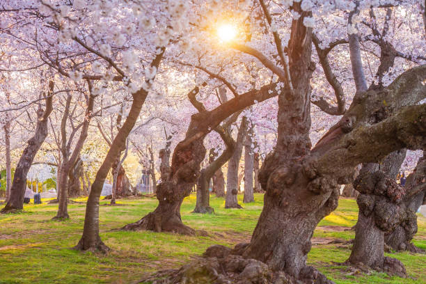 istock Washington, DC during the Cherry Blossom Festival 2203890479