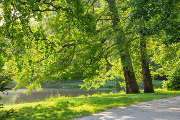 istock beautiful urban summer park in sunlight 2203890846
