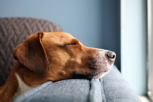istock Close up of dog with head on sofa side. 2203896262
