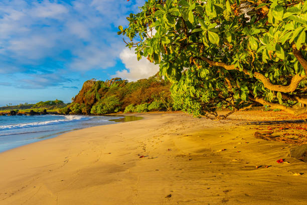 istock Outrigger Canoe and False Kamini Tree on Homoa Beach 2203899753