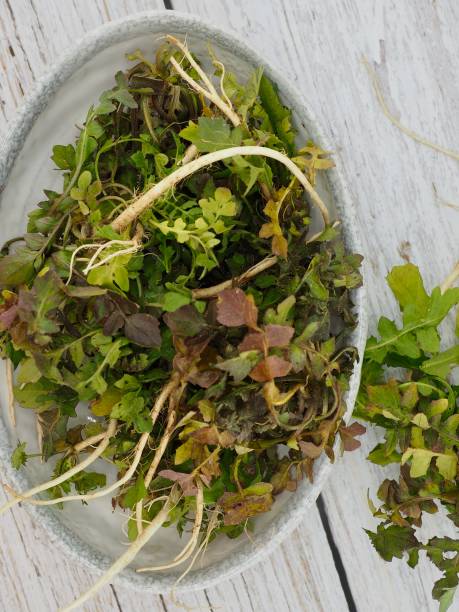 istock Korean food ingredients Capsella bursa-pastoris, Shepherd's purse 2203899757