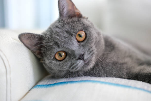 3 months old British Blue, British Shorthair cat lying on the sofa, looking at the camera