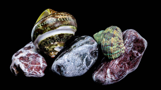 istock Green Jade Banded Turbo Shell on Stones black background 2203902831