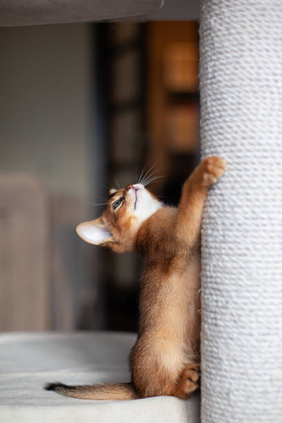 istock Abyssinian ruddy cat climbing on scratching post made of white jute rope. 2203904557