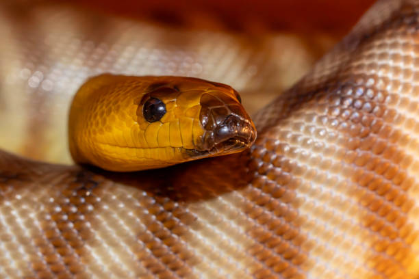 Woma Python Patterns 40+ Woma Python Stock Photos, Pictures & Royalty-Free Images - iStock