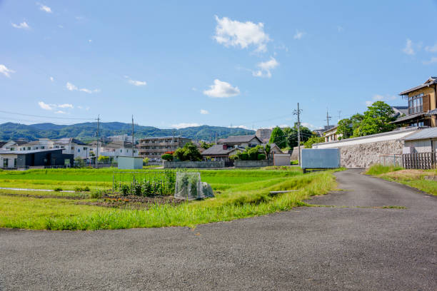 istock Lots of rice planted, rice fields in Asia, rice cultivation 2203905186