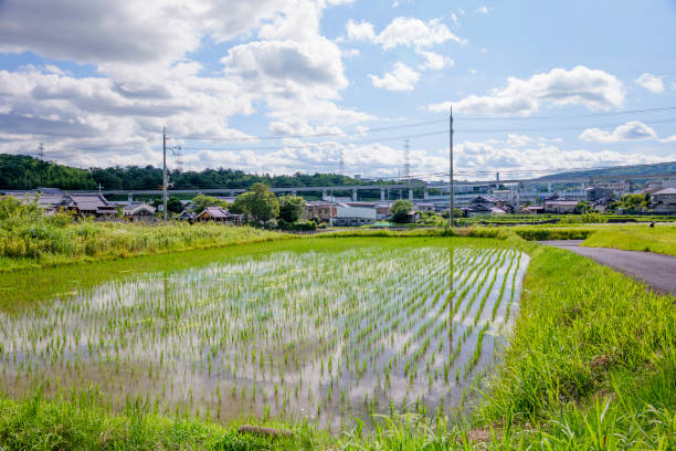 istock Lots of rice planted, rice fields in Asia, rice cultivation 2203905205
