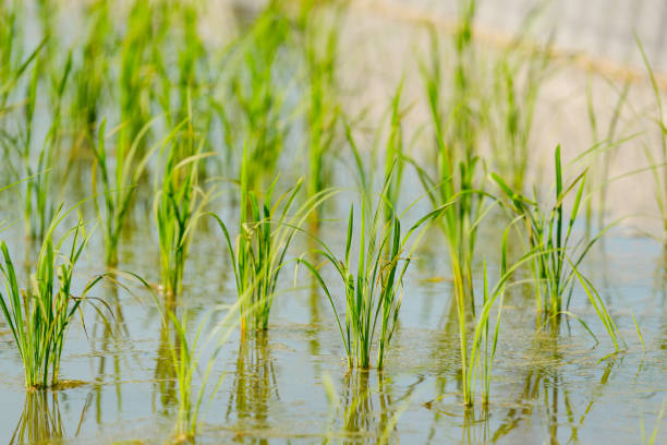 istock Lots of rice planted, rice fields in Asia, rice cultivation 2203905589