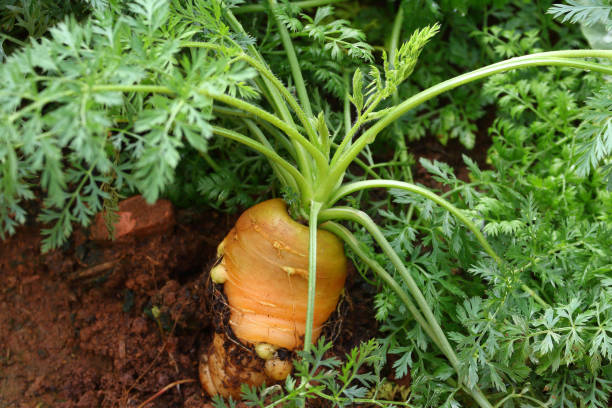 istock Fresh carrot in the backyard 2203906574