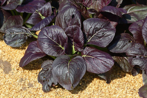 istock Purple Pak choi on the ground 2203906597