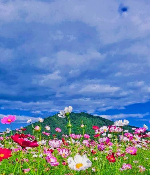 istock Mountain view and colorful cosmos flowers 2203907397
