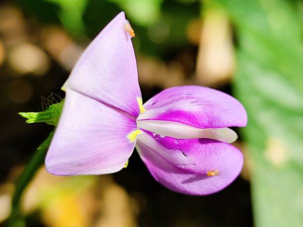 istock Purple long bean flowers are blooming 2203908984
