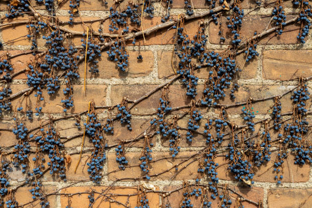 This image shows an abstract texture background of a vintage exterior light brown clay brick wall surface, covered in dry grapevines and fruits.