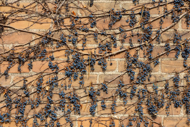 This image shows an abstract texture background of a vintage exterior light brown clay brick wall surface, covered in dry grapevines and fruits.