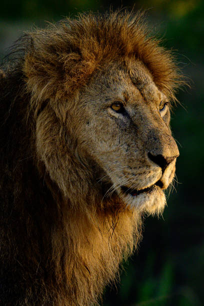 istock Close-up of a male lion 2203909519