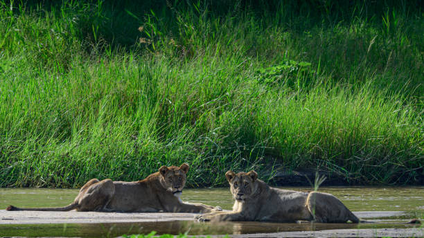 istock Lions on the edge of River Tarangire 2203909535